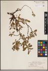 Foto von Salix L.